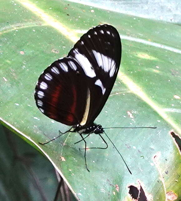 Image of Heliconius cydno weymeri