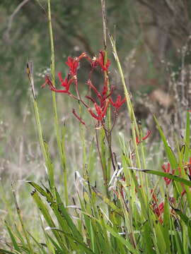 Image of Anigozanthos rufus Labill.