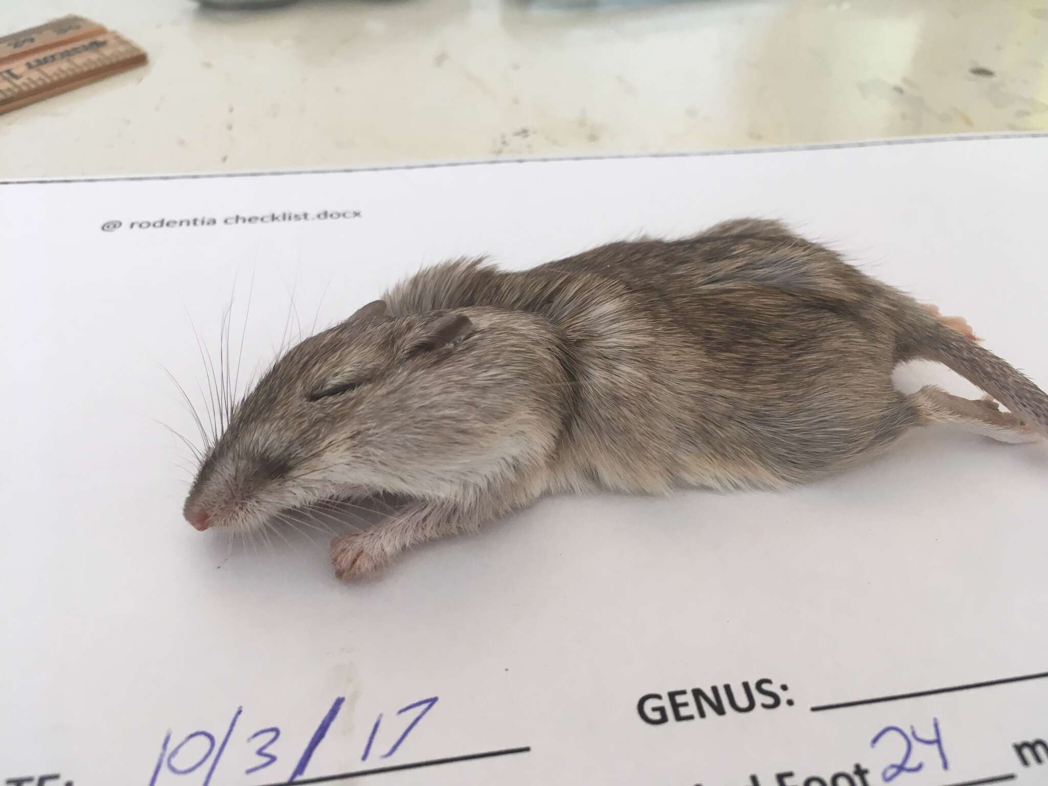 Image of long-tailed pocket mouse