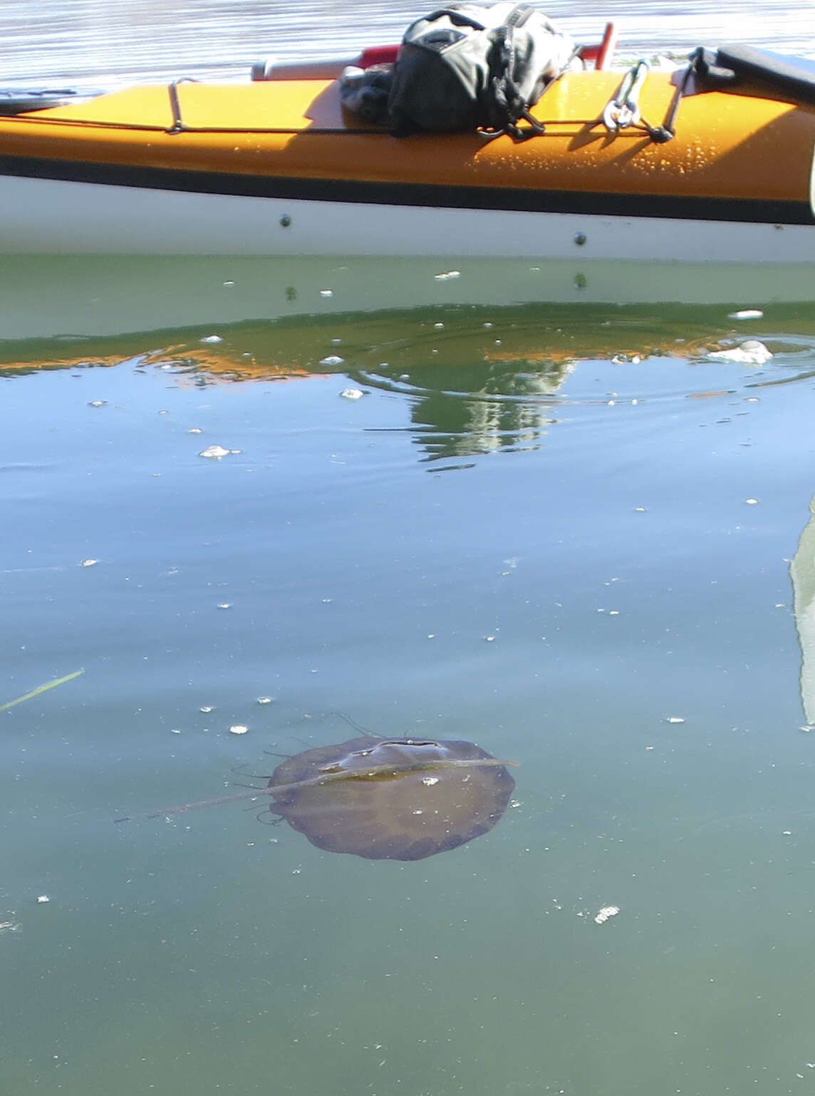 Image of Sea nettle