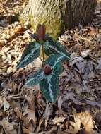 Image de Trillium decipiens J. D. Freeman