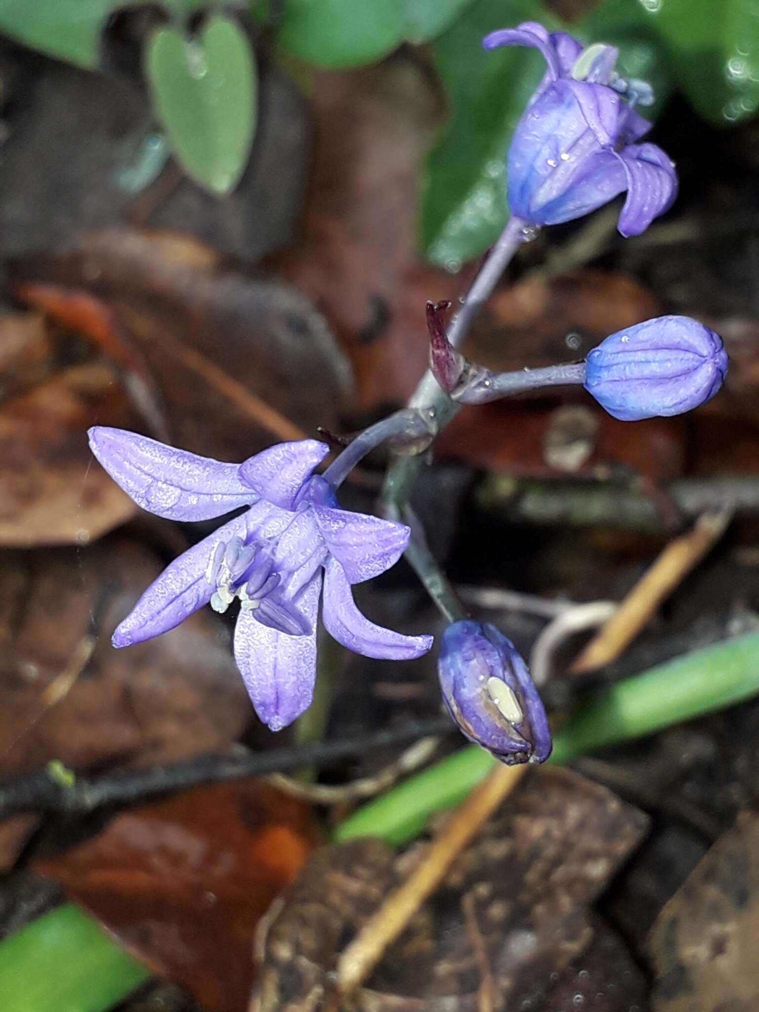 Image of Scilla verna subsp. ramburii (Boiss.) K. Richt.