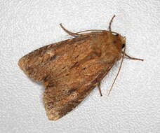 Image of scarce brindle