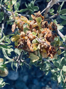 Image of Taphrina jenkinsoniana Mix 1954