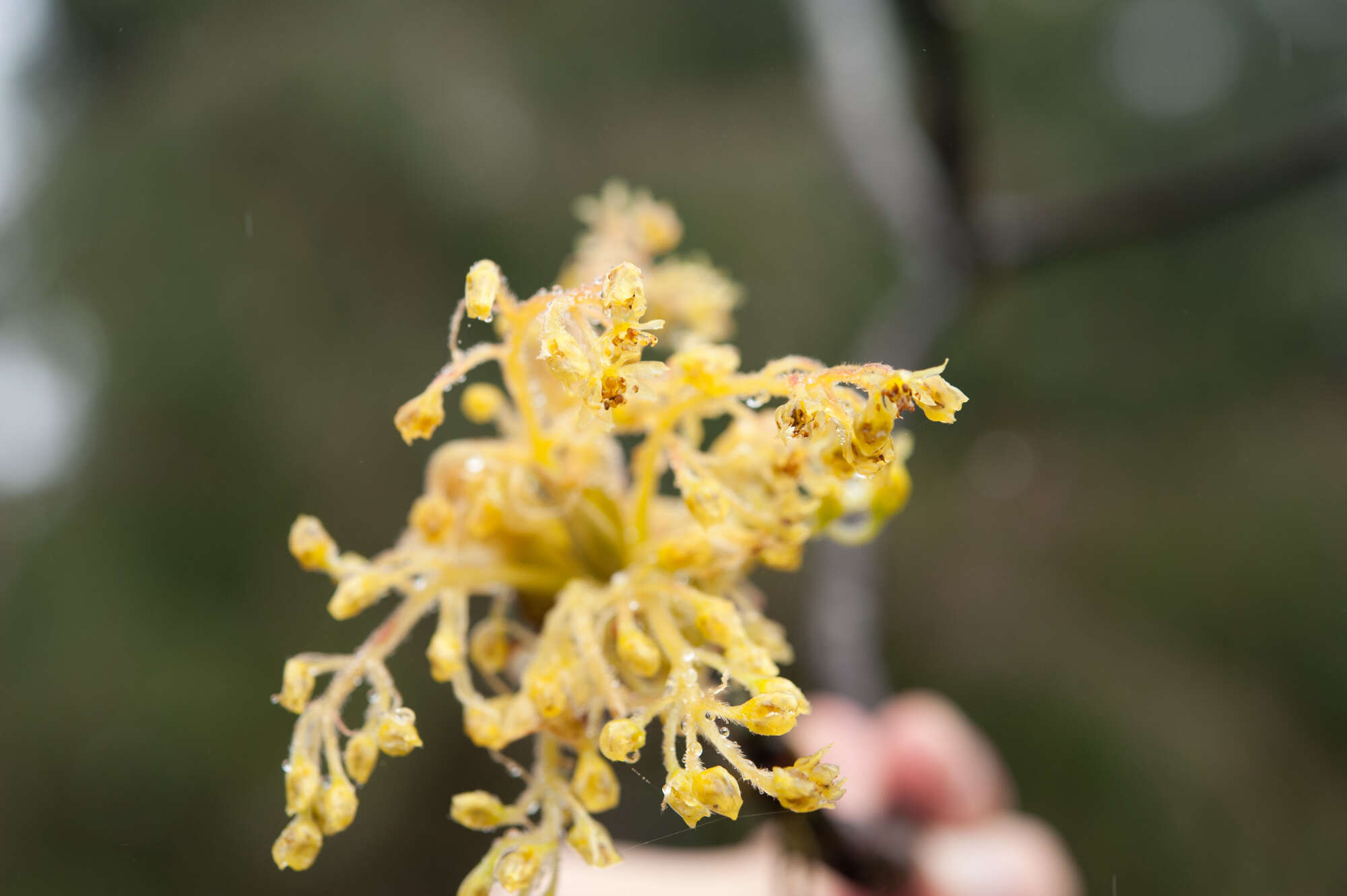 Sassafras randaiense (Hayata) Rehder resmi