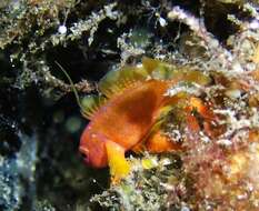 Image of Orange reef-goby