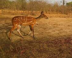 Image of Bushbuck