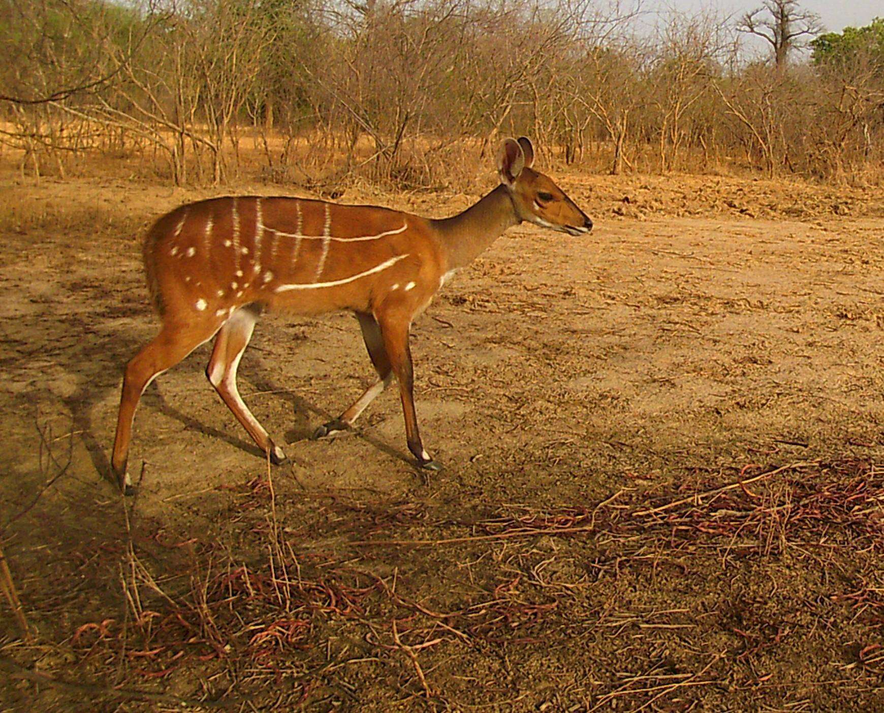 Image of Bushbuck