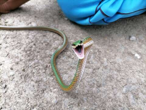 صورة Leptophis coeruleodorsus Oliver 1942