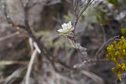 Image of Psiadia argentea (Lam.) Cordem.