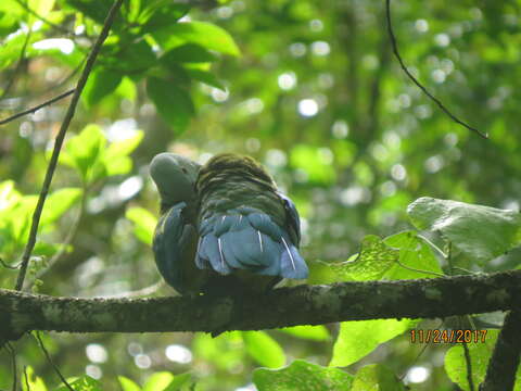 Image of Wompoo Fruit Dove