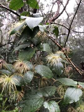 Imagem de Clematis leschenaultiana DC.