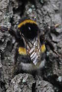 Image of Buff-tailed bumblebee