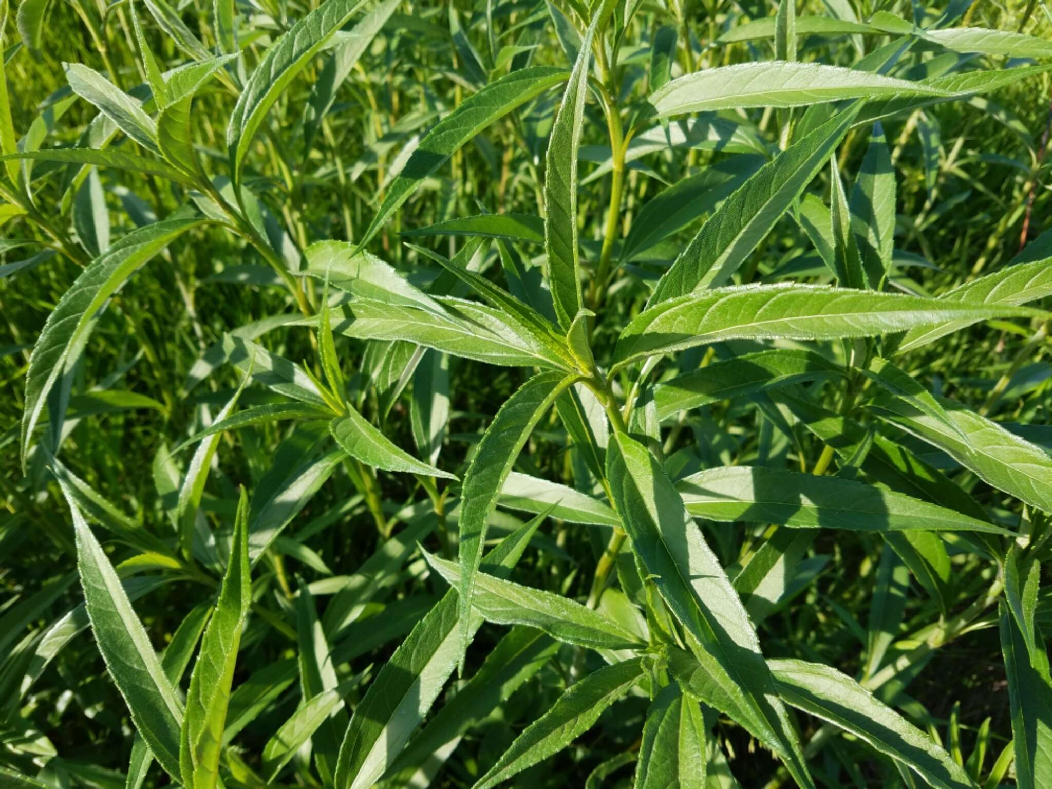 Sivun Helianthus grosseserratus M. Martens kuva