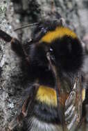 Image of Buff-tailed bumblebee