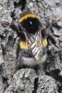 Image of Buff-tailed bumblebee