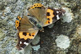 Image of Asian Admiral