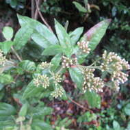 Ageratina asclepiadea (L. fil.) R. King & H. Rob.的圖片