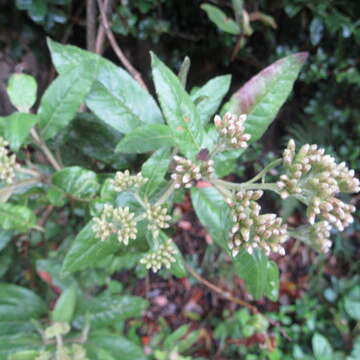 Image of Ageratina asclepiadea (L. fil.) R. King & H. Rob.