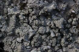 Image of Common greenshield lichen