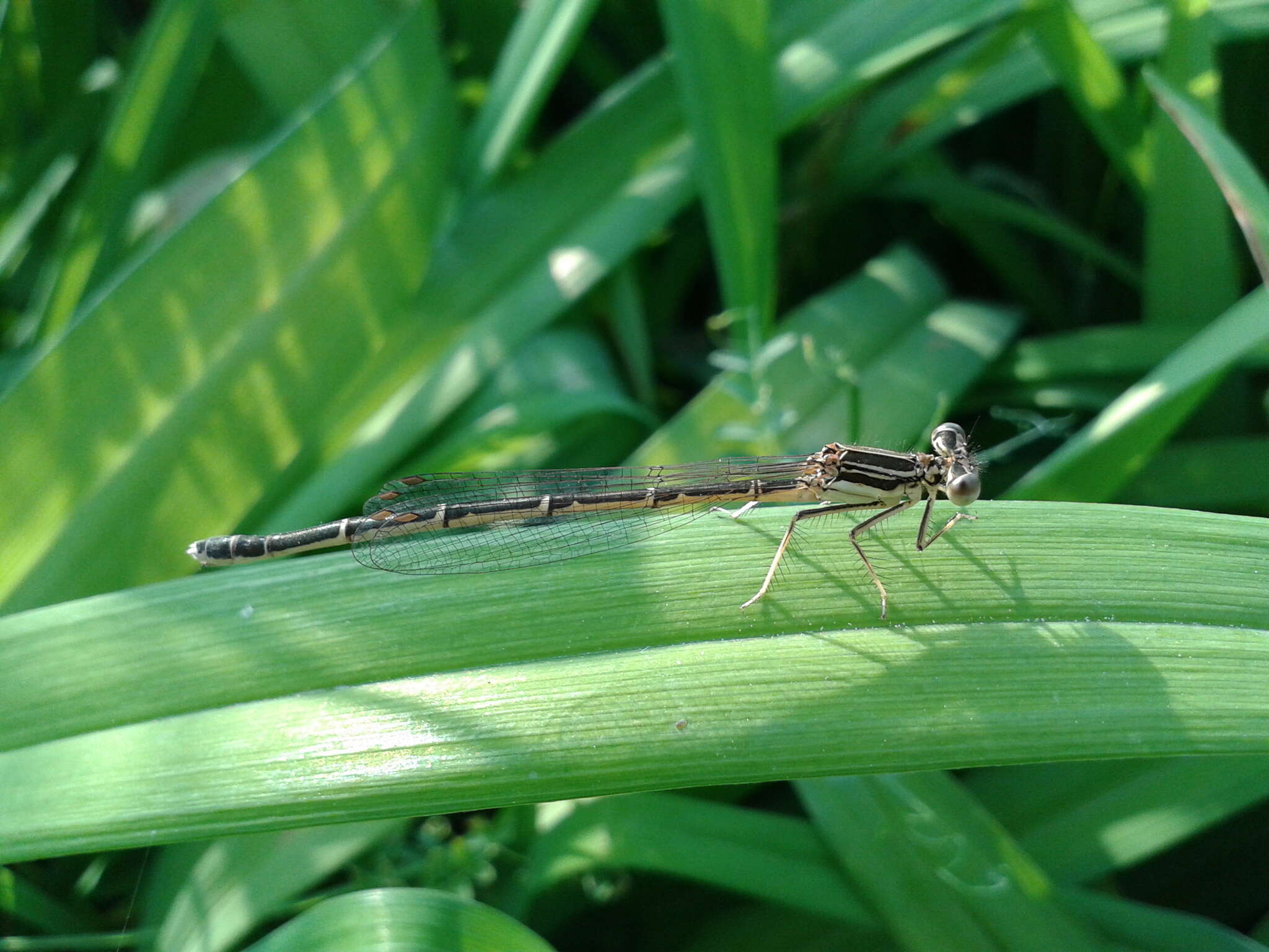 Image of Platycnemis phyllopoda Djakonov 1926