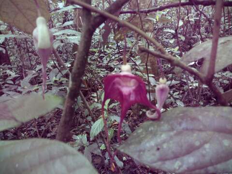 Image of Aristolochia tricaudata Lem.