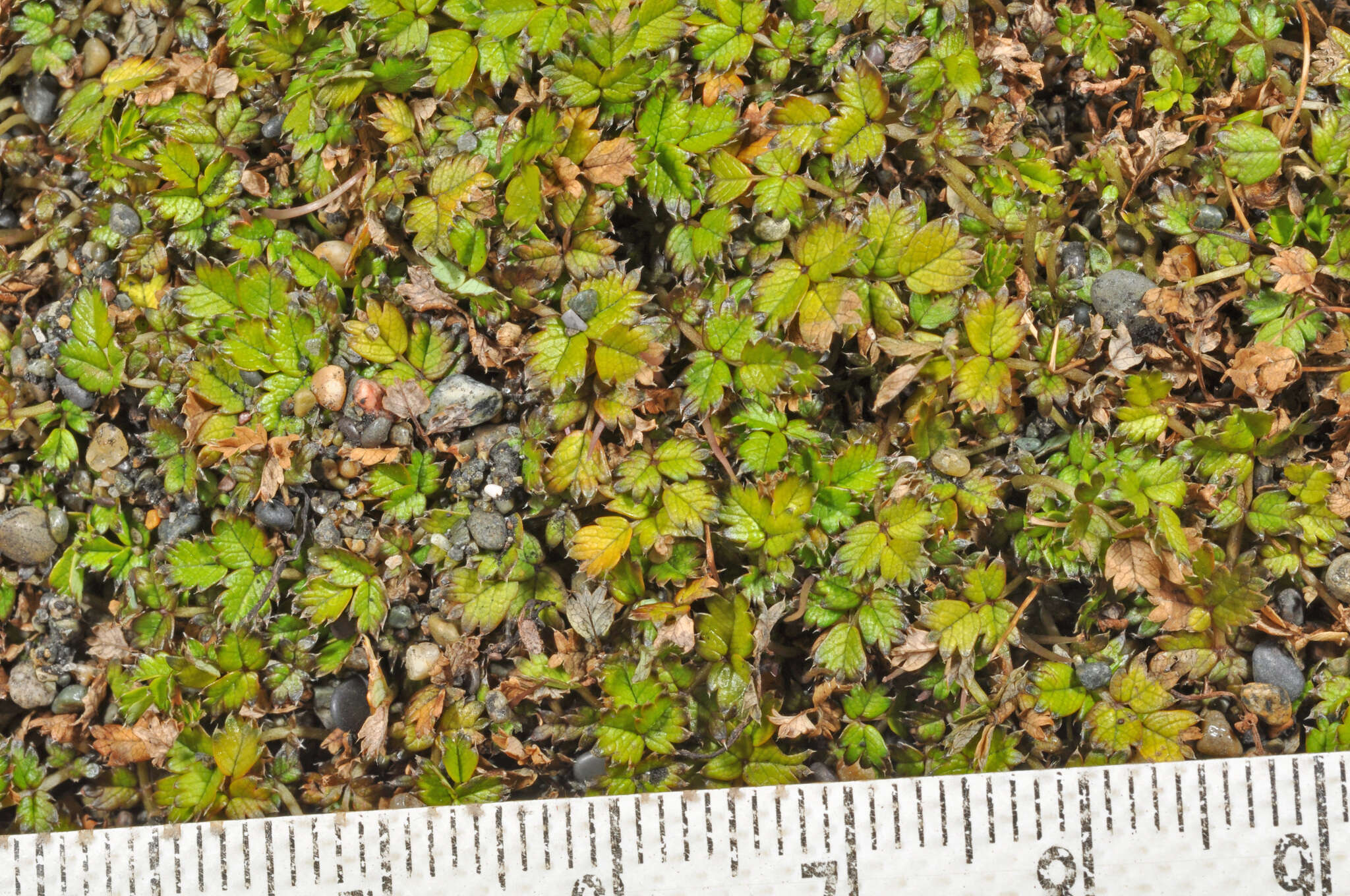 Image of Acaena microphylla subsp. obscurascens Bitter