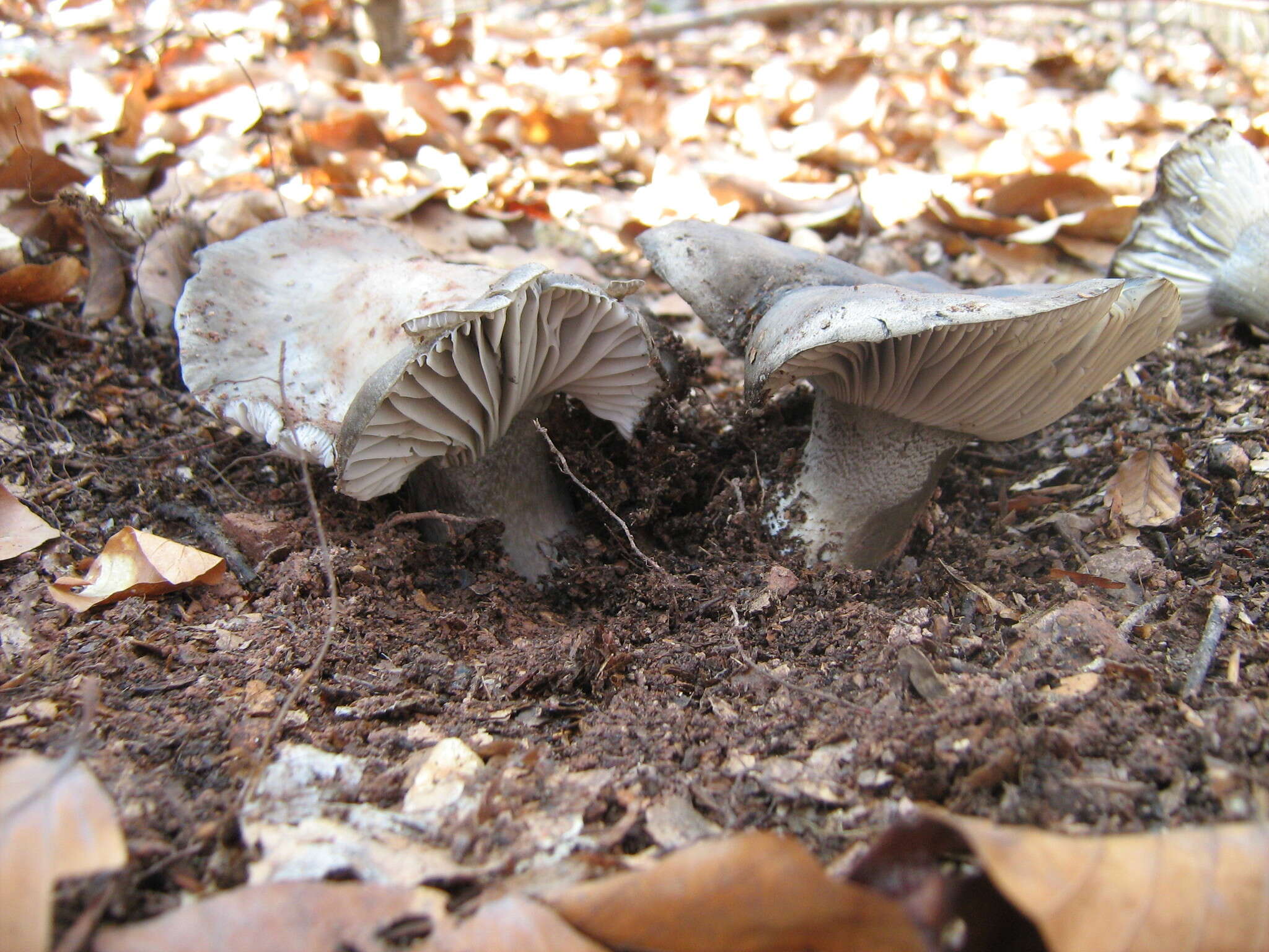 Hygrophorus marzuolus (Fr.) Bres. 1893的圖片