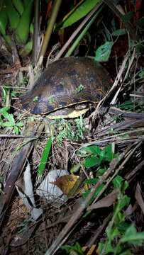 Image of Trachemys grayi panamensis Mccord, Joseph-Ouni, Hagen & Blanck 2010