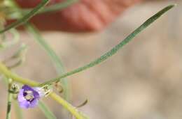 Image de Anticharis senegalensis (Walp.) Bhandari