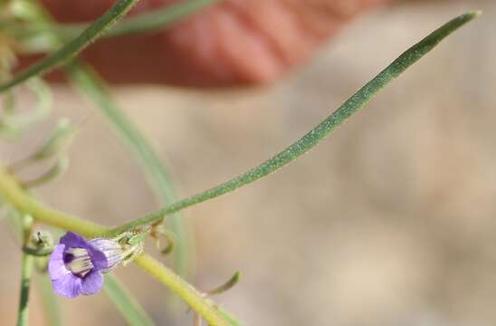 Image de Anticharis senegalensis (Walp.) Bhandari