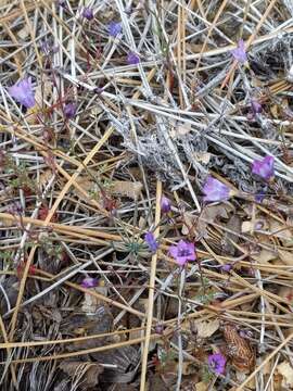 Image of volcanic gilia