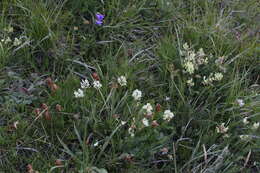 Image de Oxytropis kubanensis Leskov