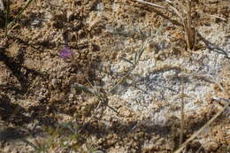 Image of Fish Slough milkvetch