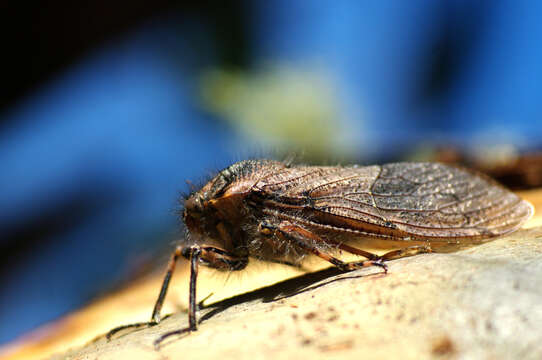 Image of Tettigarcta crinita Distant 1883