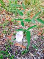 Plancia ëd Clitoria fragrans Small