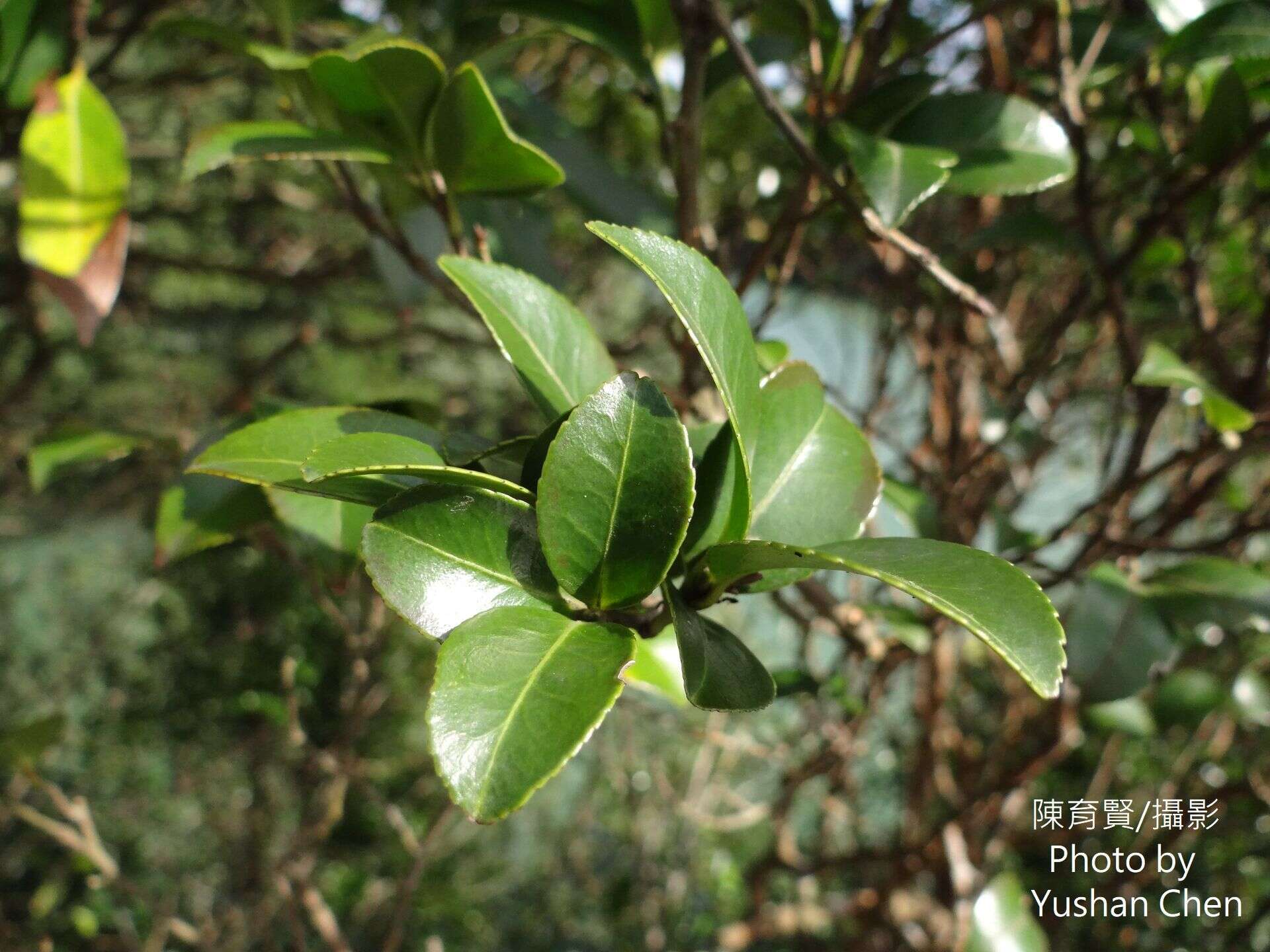 Image of Camellia brevistyla (Hayata) Cohen-Stuart