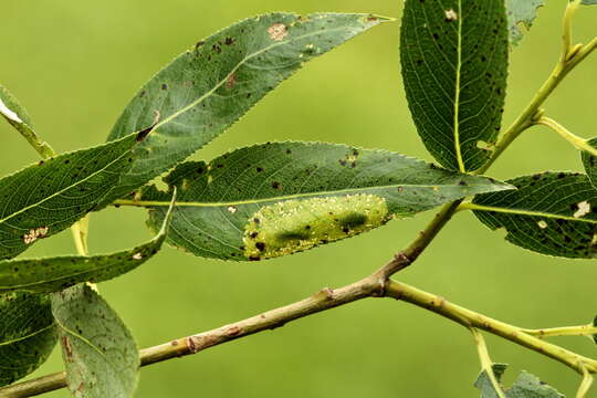 Image of Phyllonorycter pastorella (Zeller 1846)