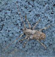 Image of Long-horned beetle