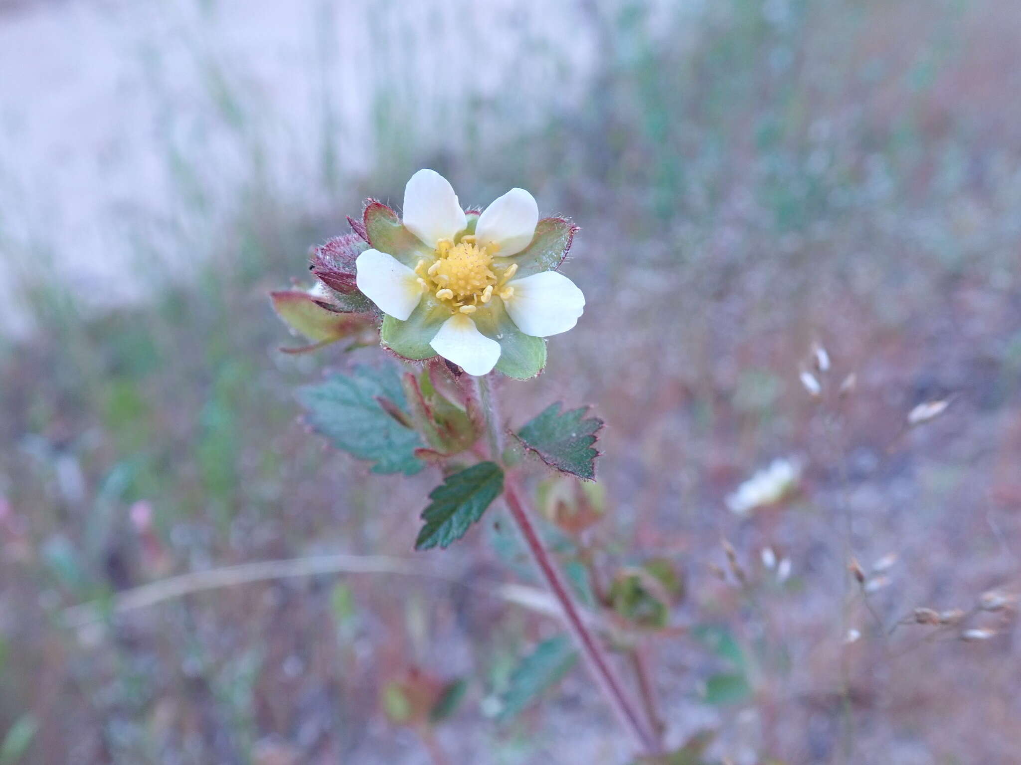 Image of John Day Valley Woodbeauty