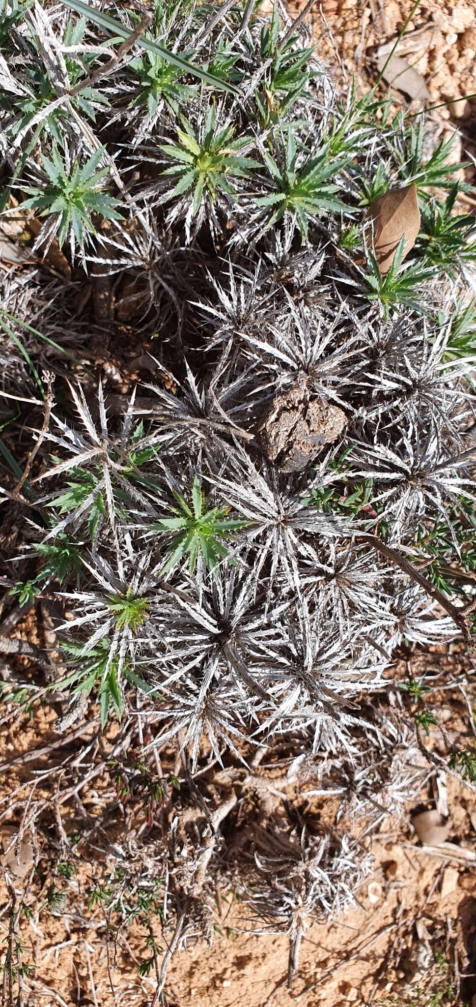 Image of Atractylis caespitosa Desf.