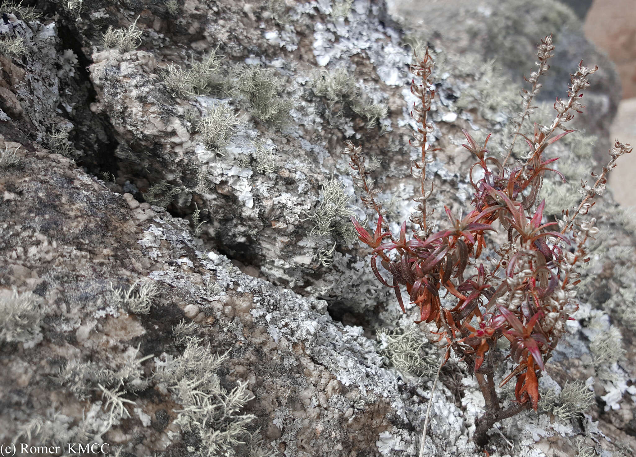 Image of Otiophora scabra Zucc.