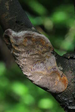 Image of Phellinus pomaceus (Pers.) Maire 1933