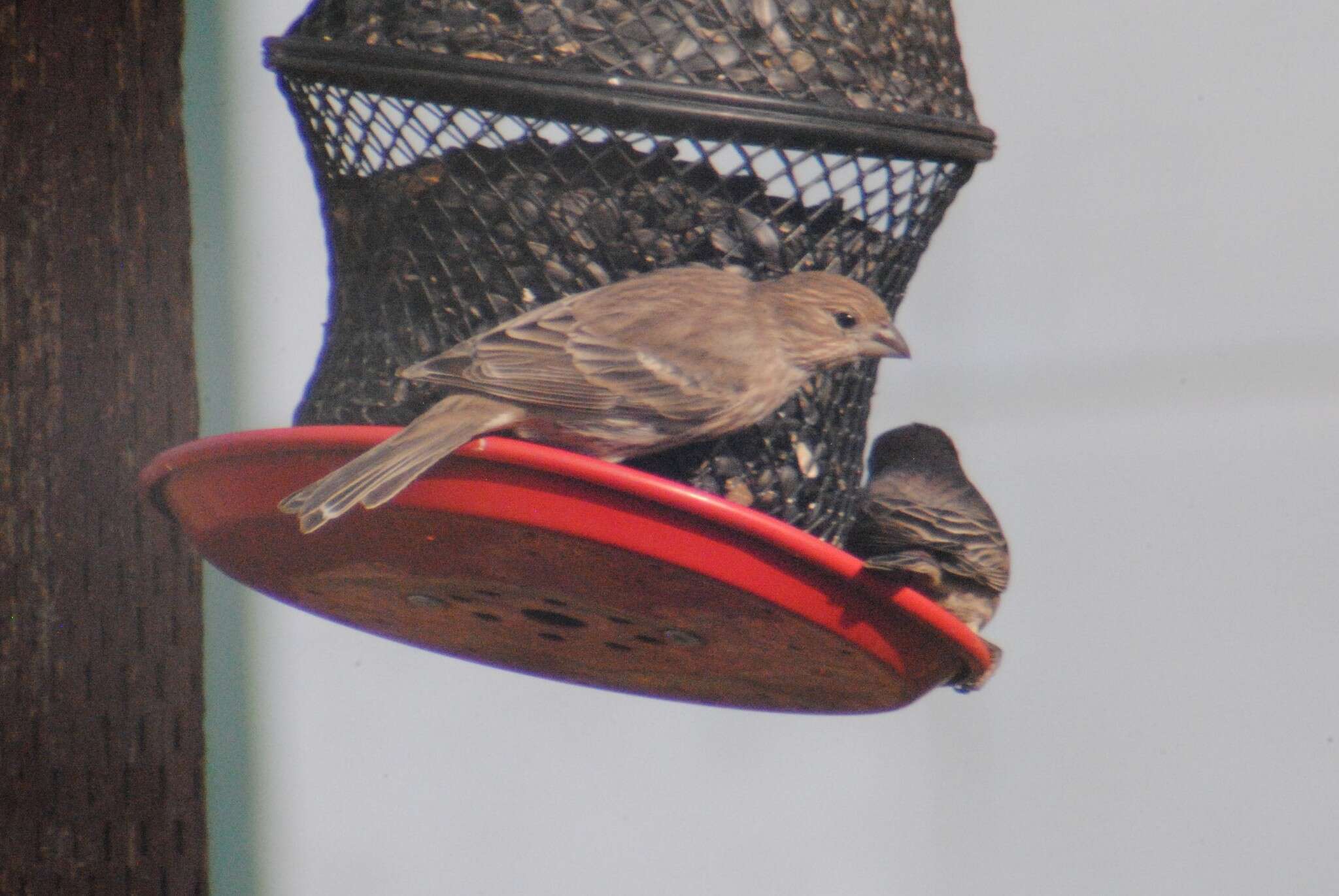 Haemorhous mexicanus frontalis (Say 1822)的圖片