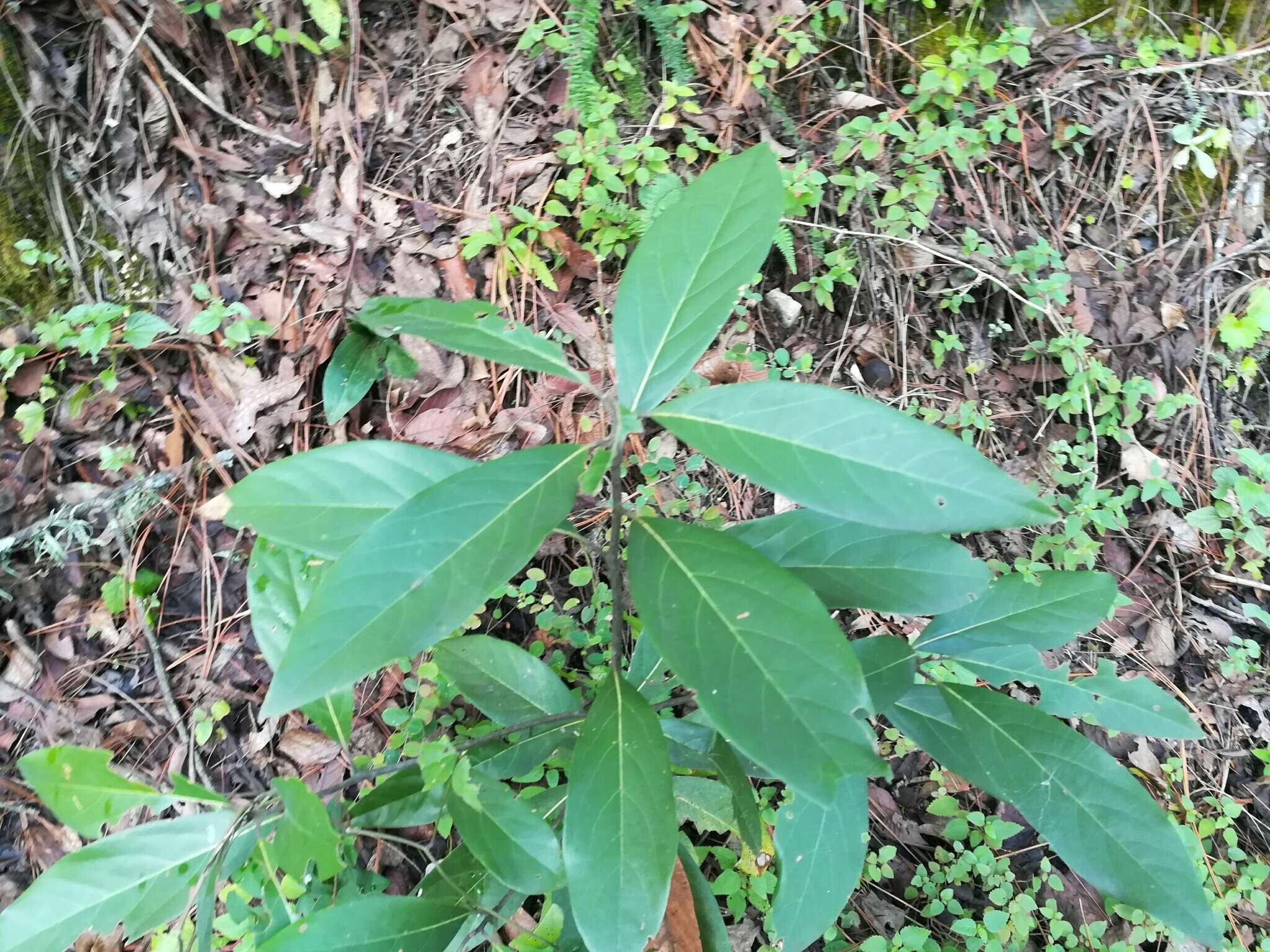 Image of avocado