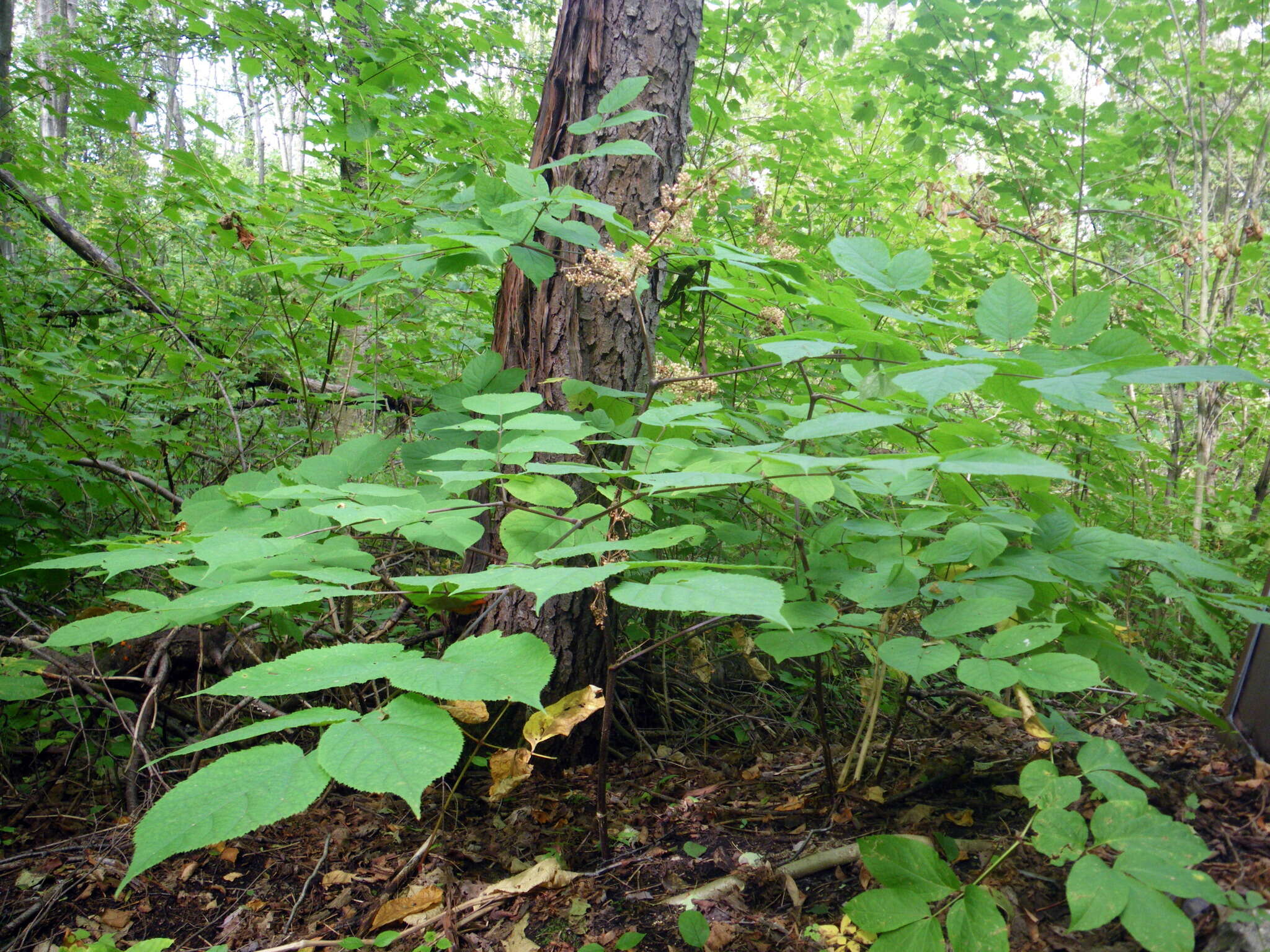 Image of American spikenard