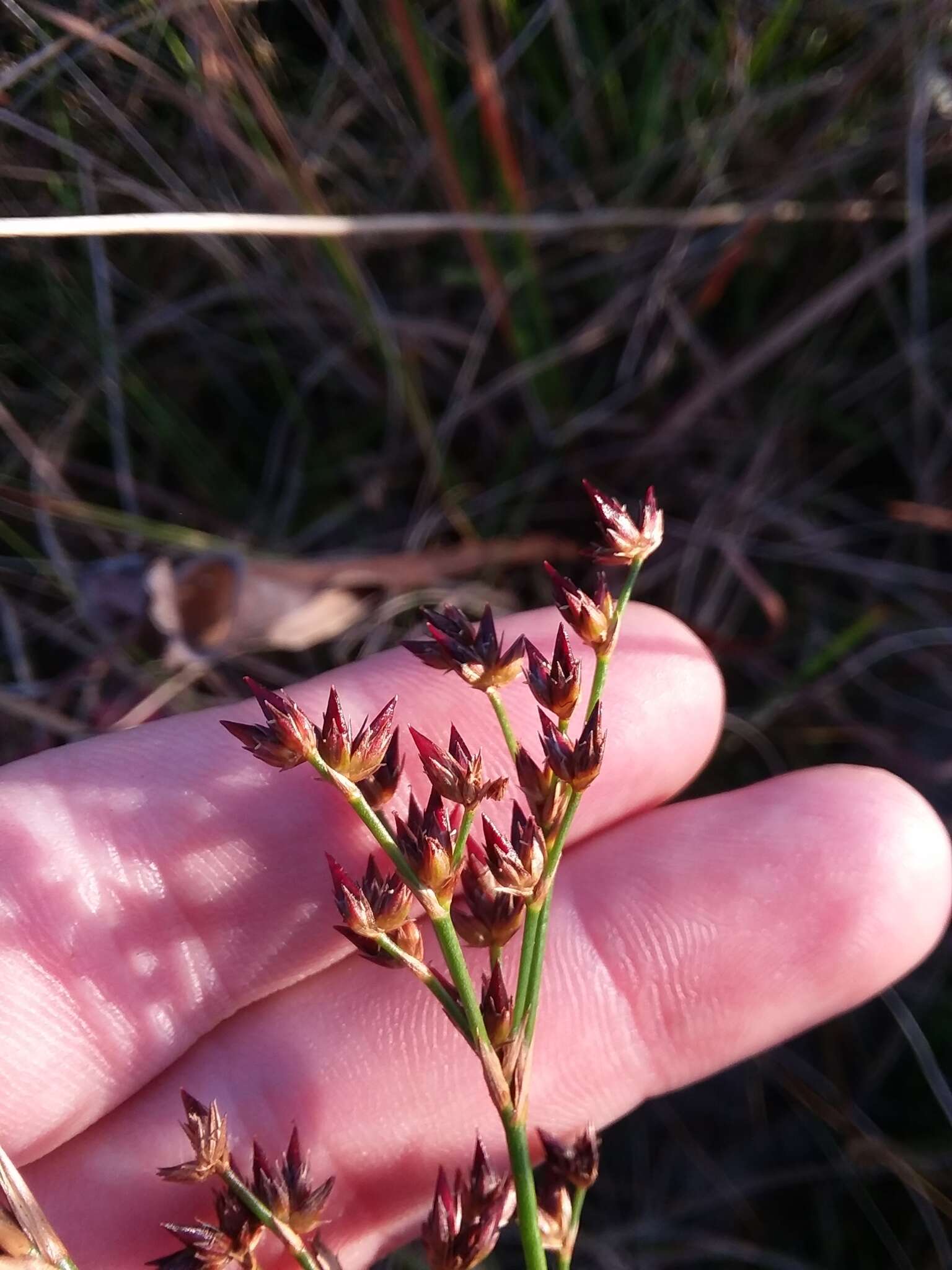 Imagem de Juncus trigonocarpus Steud.