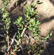 Image of Olearia minor (Benth.) N. S. Lander