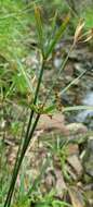 Слика од Cyperus vaginatus R. Br.