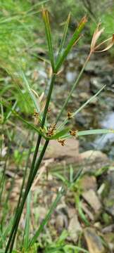 Imagem de Cyperus vaginatus R. Br.